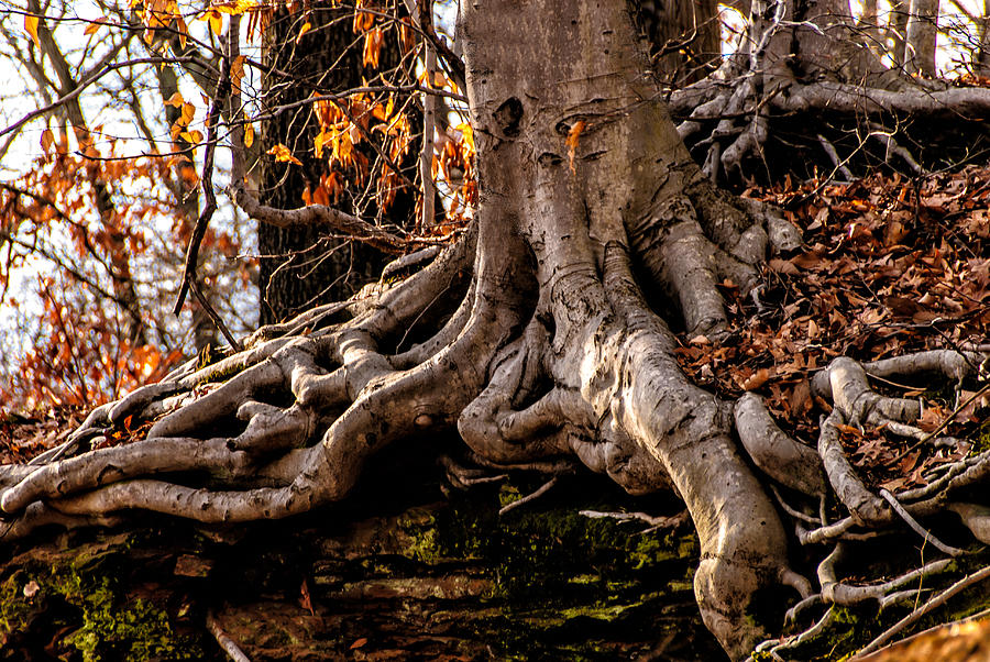 Strong Roots Photograph by Louis Dallara