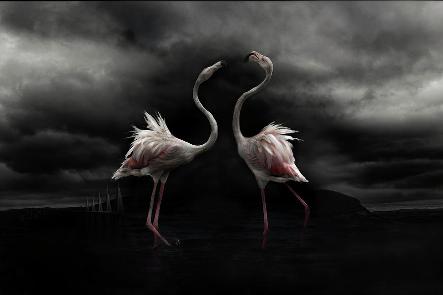 Flamingo Photograph - Strong Temperament by Martine Benezech