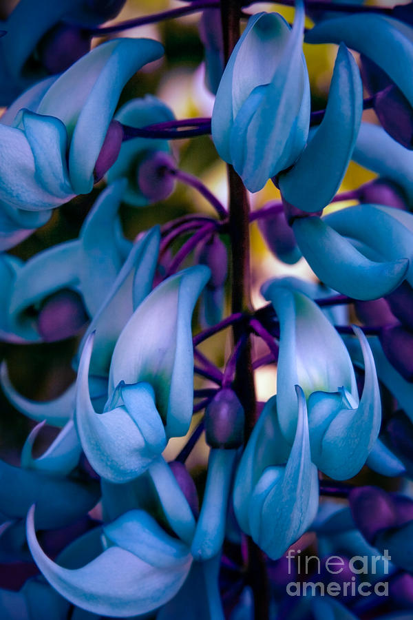 Nature Photograph - Strongylodon macrobotrys - Blue Jade Vine by Sharon Mau