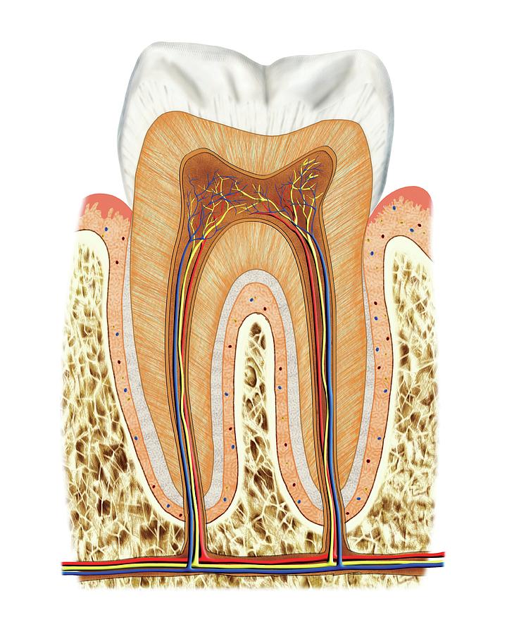 Structure Of A Molar Photograph by Asklepios Medical Atlas - Fine Art ...