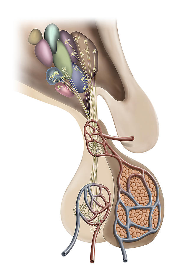 Structure Of Pituitary Gland Photograph by QA International