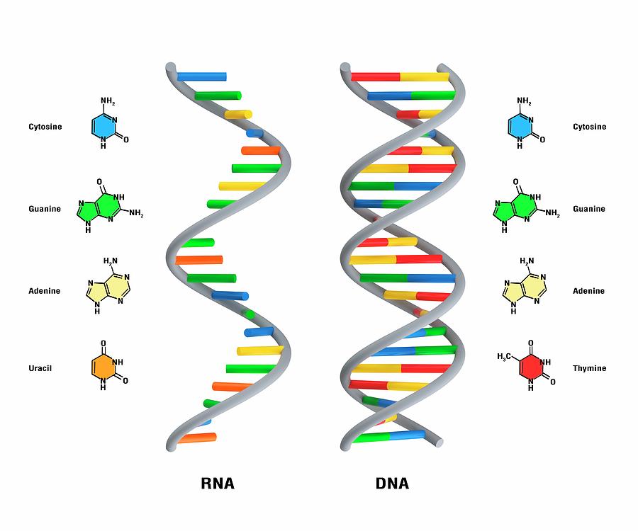 dna structure unlabeled
