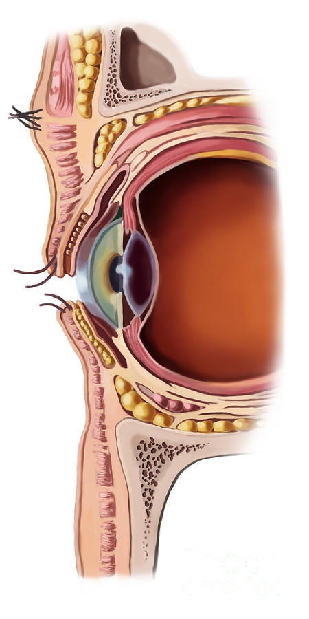 Structure Of The Eye Photograph by Spencer Sutton