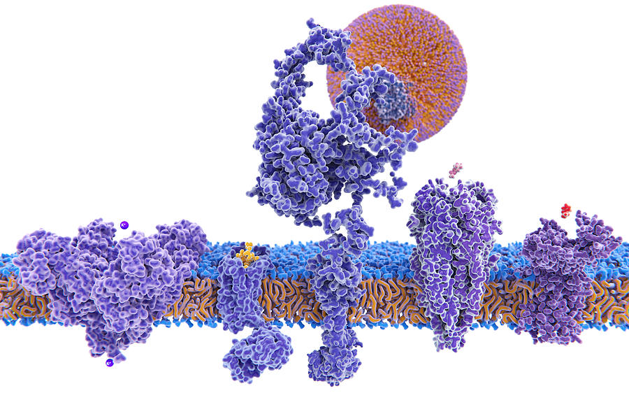 Structure Variety Of Membrane Proteins Photograph by Juan Gaertner