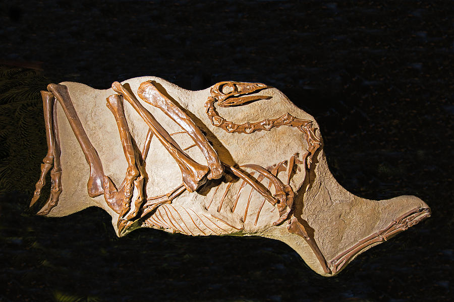 Struthiomimus Sedens Photograph by Millard H. Sharp