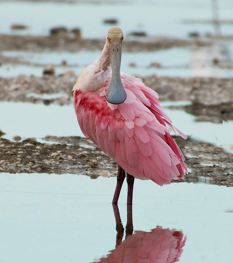 Struttin' Photograph By Jeffrey Hamilton - Fine Art America