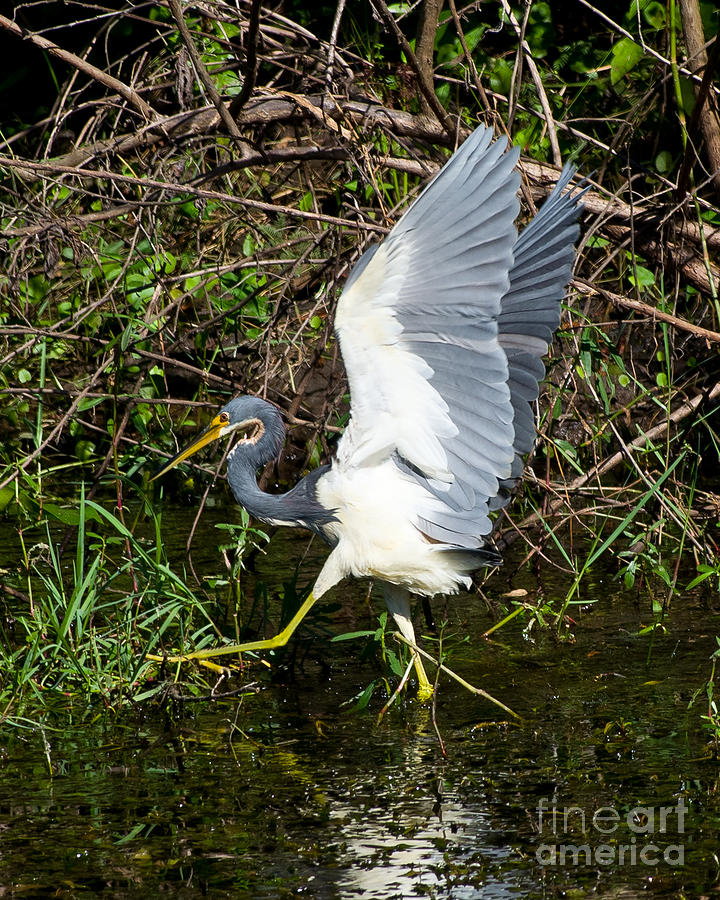Strutting Tri-Colored Heron Photograph by Stephen Whalen