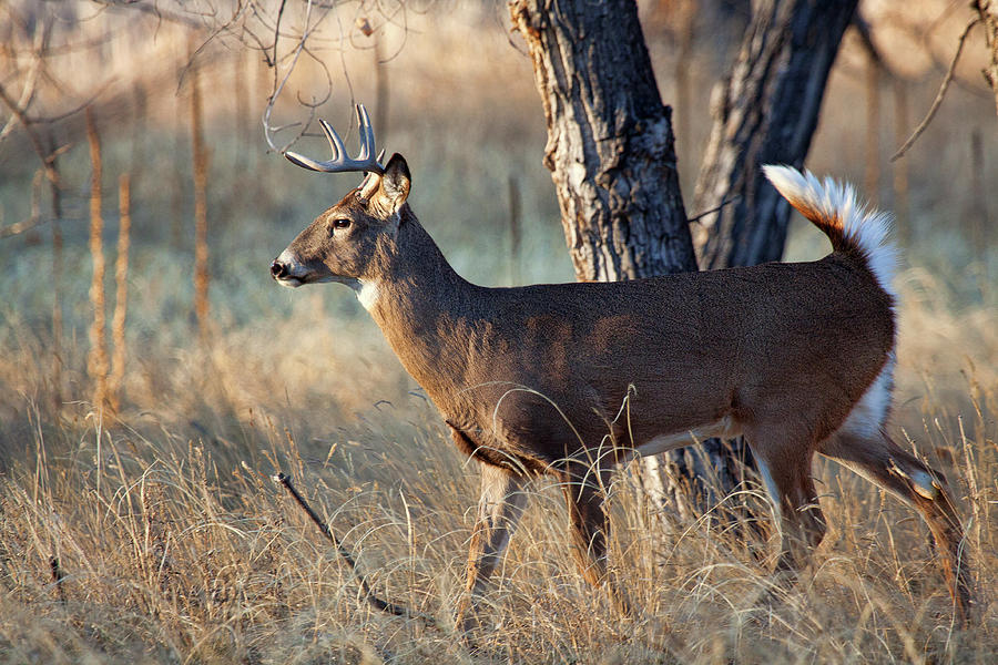 Deer Photograph - Strutting Buck by Jim Garrison