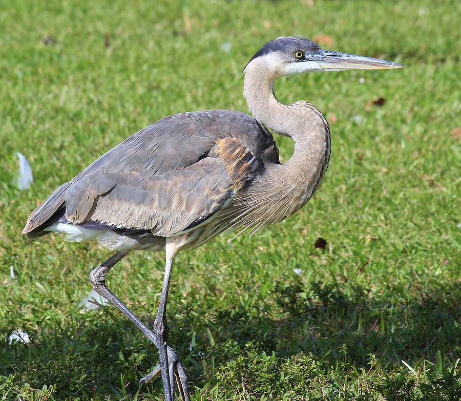 Strutting Gray Heron Photograph by Laurie Tracy