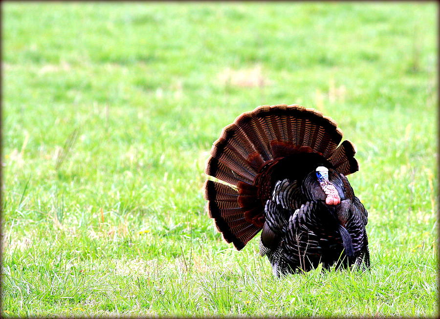 Strutting His Stuff Photograph by Susie Weaver