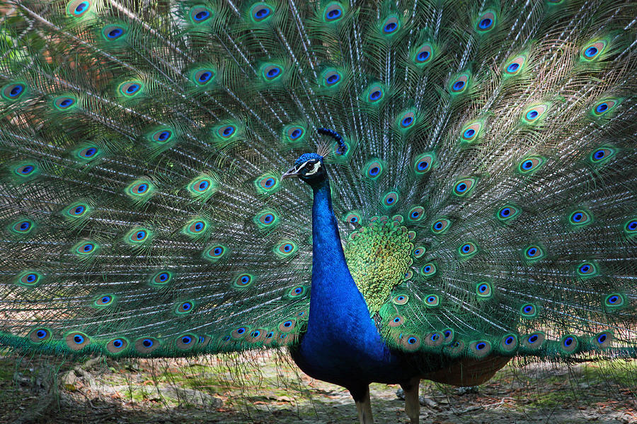 Peacock Photograph - Strutting His Stuff by Suzanne Gaff