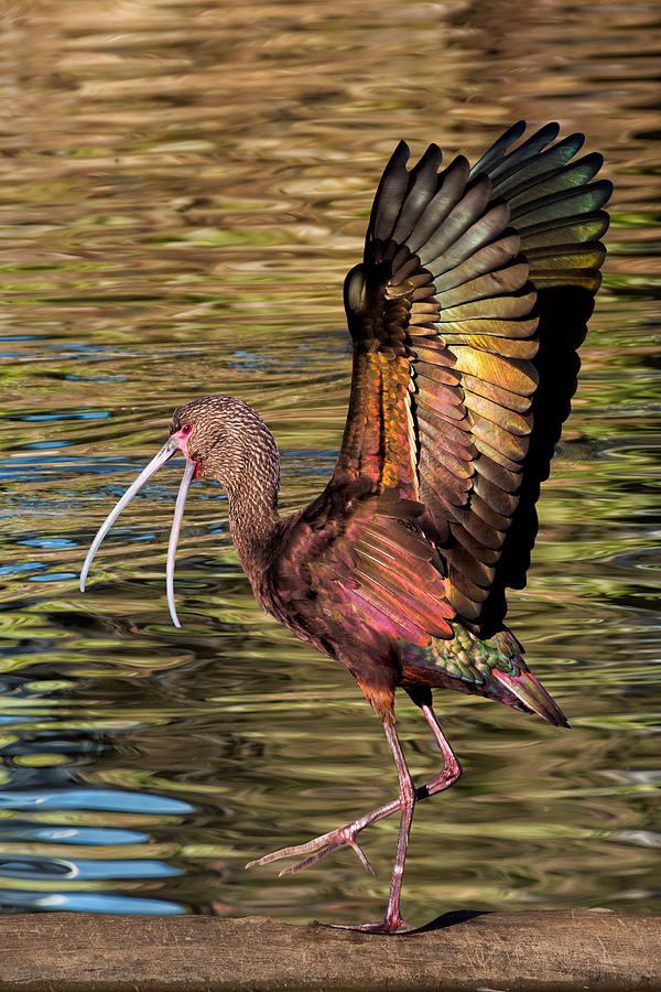 Ibis Photograph - Strutting Ibis by Kathleen Bishop