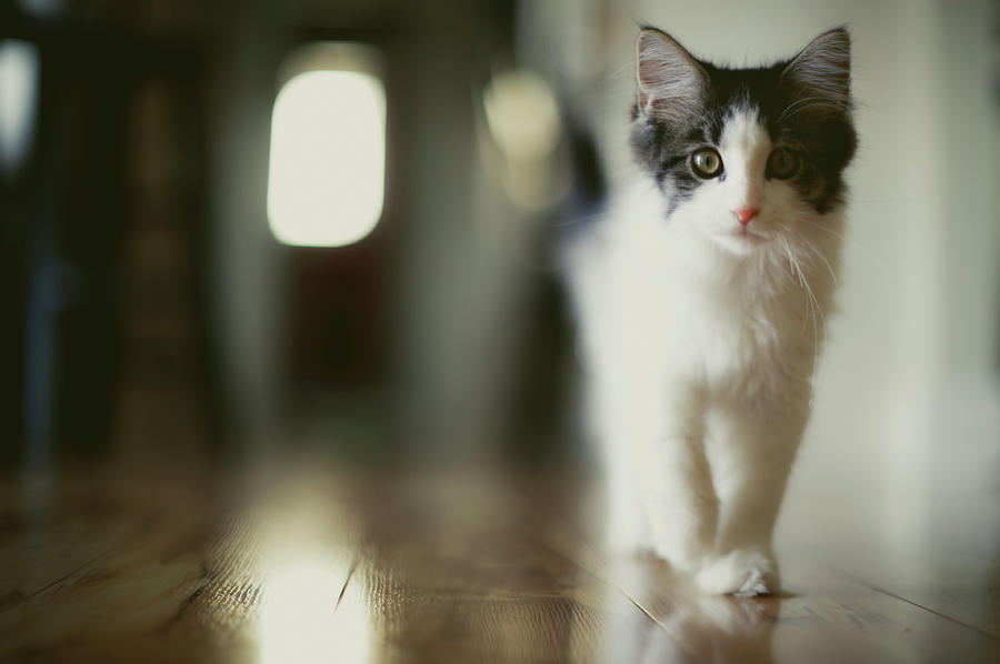 Strutting Kitten Photograph by Brooke Pennington