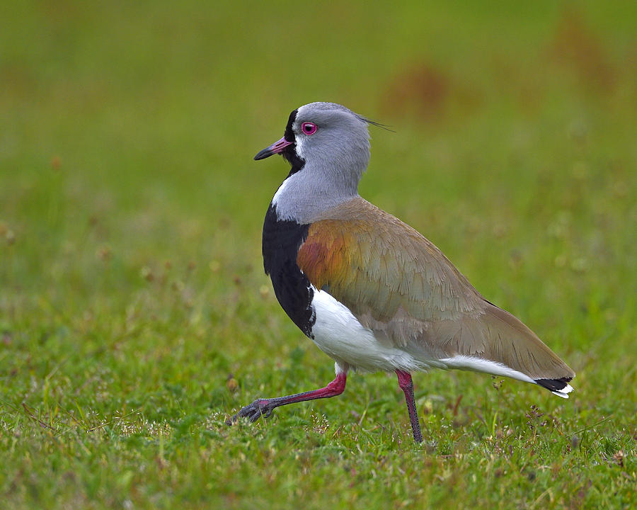 Lapwing Photograph - Strutting Lapwing by Tony Beck