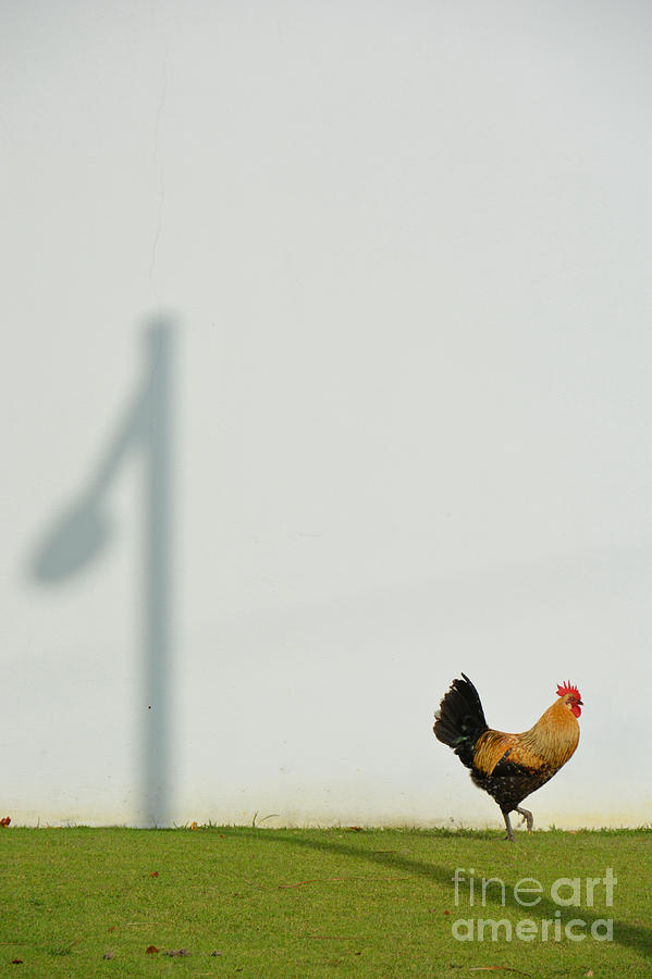 Chicken Photograph - Strutting Over Shadows by Darla Wood