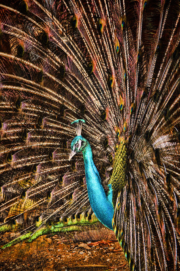 Strutting Peacock Photograph by David Smith