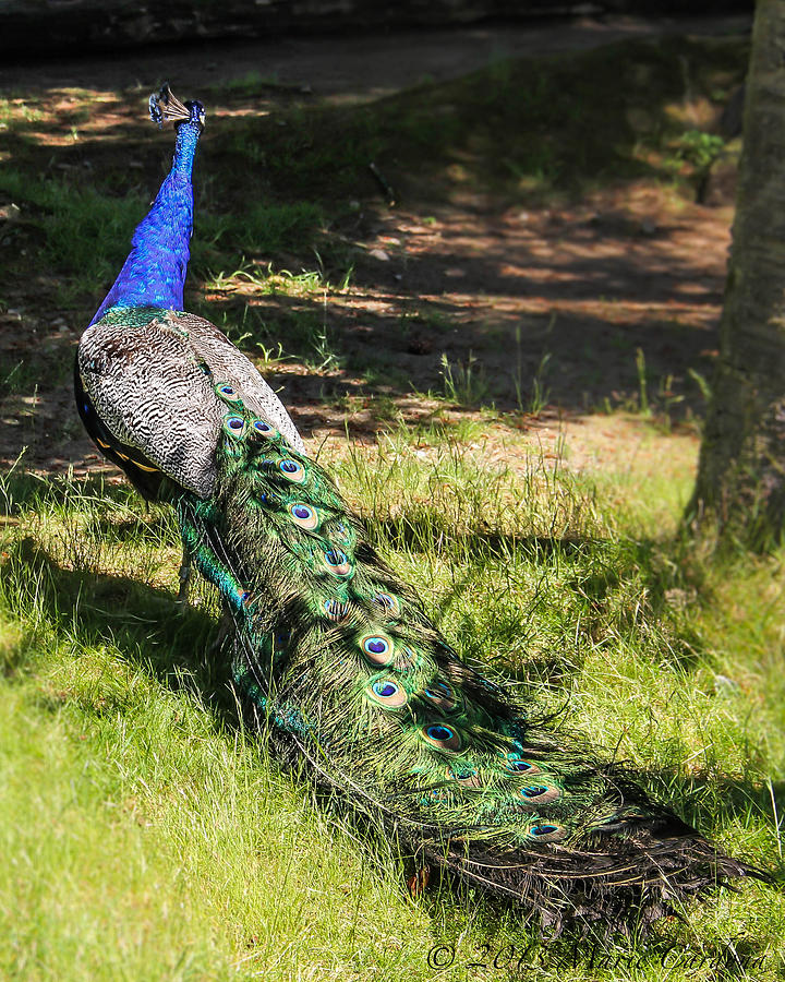 Strutting Peacock Photograph by Marie  Cardona
