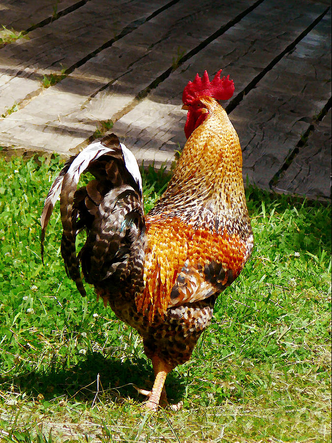 Rooster Photograph - Strutting Rooster by Susan Savad
