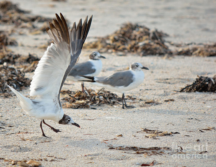 Seagull Photograph - Strutting Seagull on the Beach by Patricia Twardzik