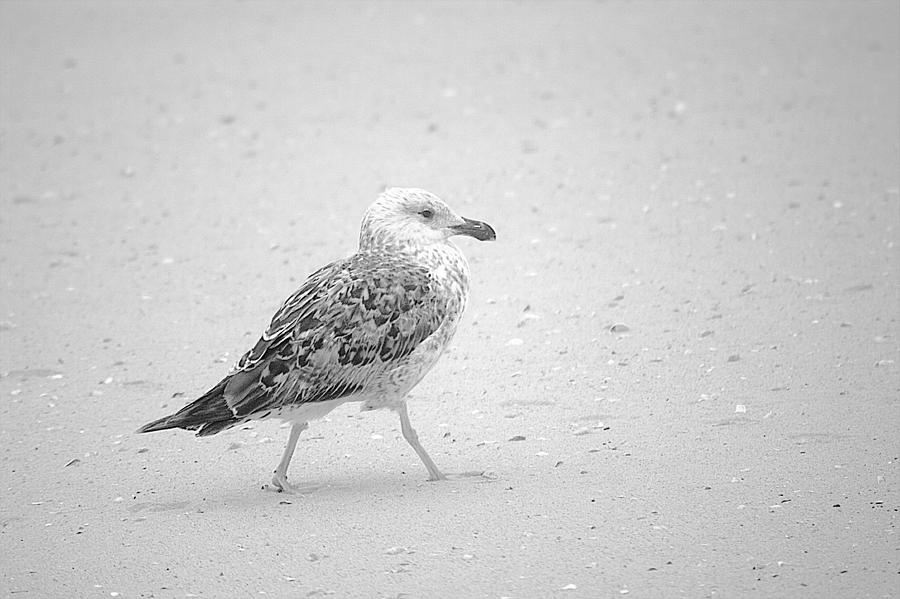 Strutting Young Seagull Red River Beach Cape Cod  Photograph by Suzanne Powers