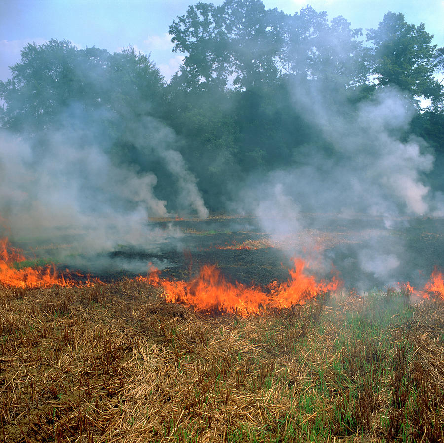 Farm Photograph - Stubble Burning by Robert Brook/science Photo Library