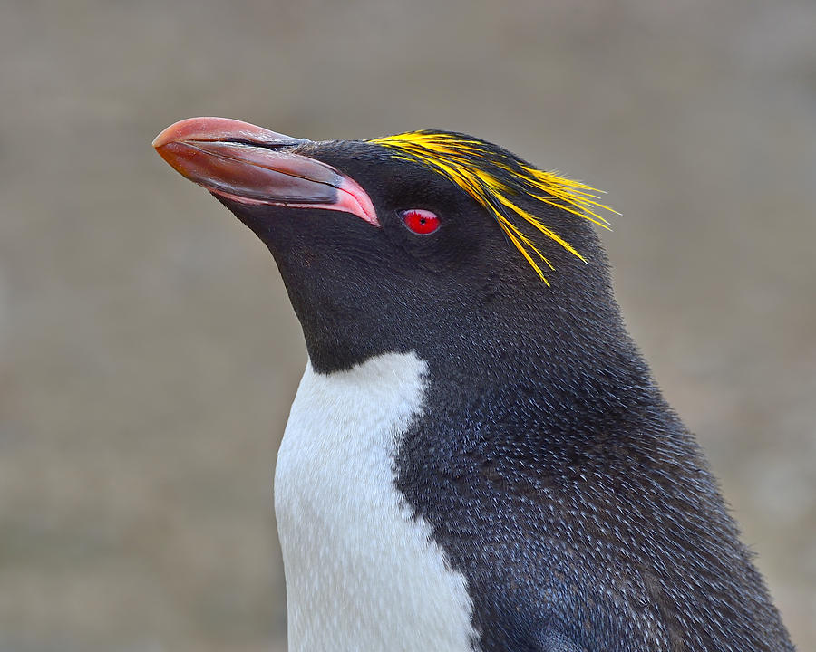 Penguin Photograph - Stuck A Feather In His Hat by Tony Beck