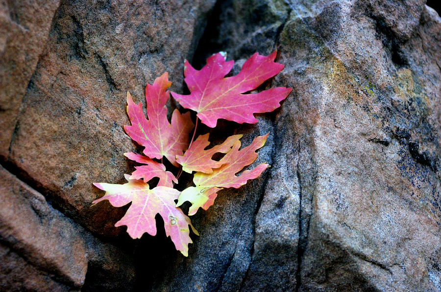 Nature Photograph - Stuck on a Rock by Bill Zielinski