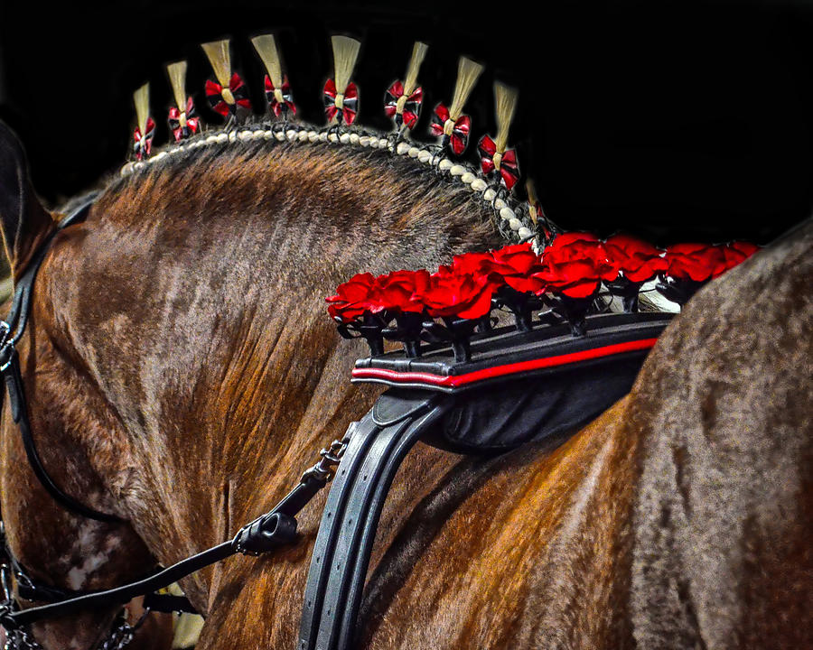 Horse Photograph - Stud Belt by Michelle Randolph