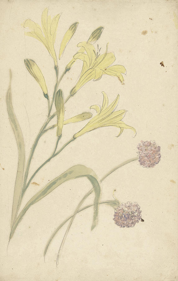 1677 Drawing - Studies Flower Of A Yellow Lily And A Blooming Onion by Quint Lox