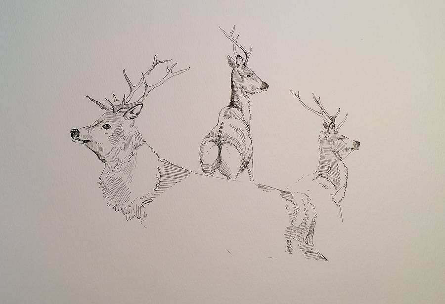 Studies Of Red Deer Painting by Robert Fugate