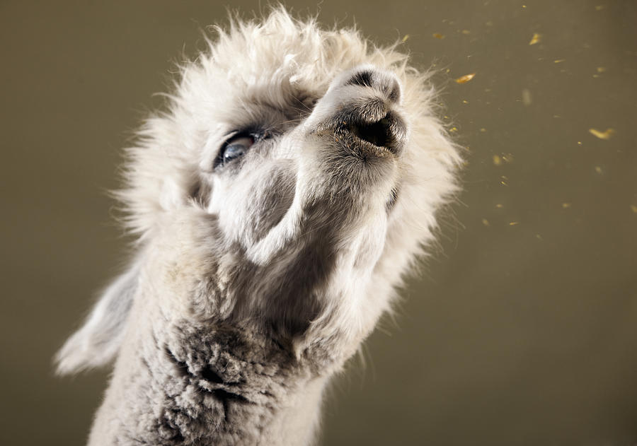 Studio image of Alpaca spitting.   Photograph by Jonathan Kirn