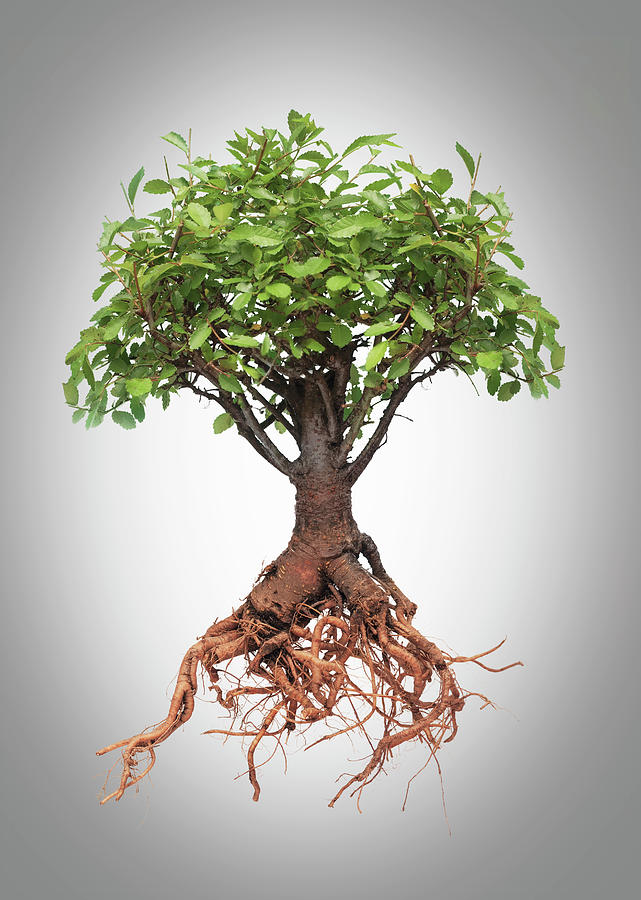 Studio Photo Of A Tree With Roots Photograph by Buena Vista Images