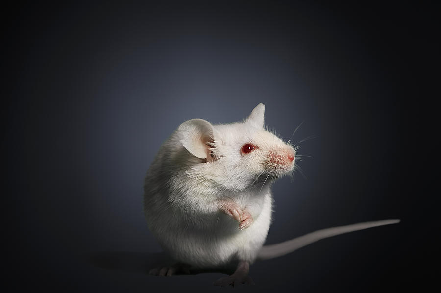 Studio photograph of a white mouse Photograph by Buena Vista Images