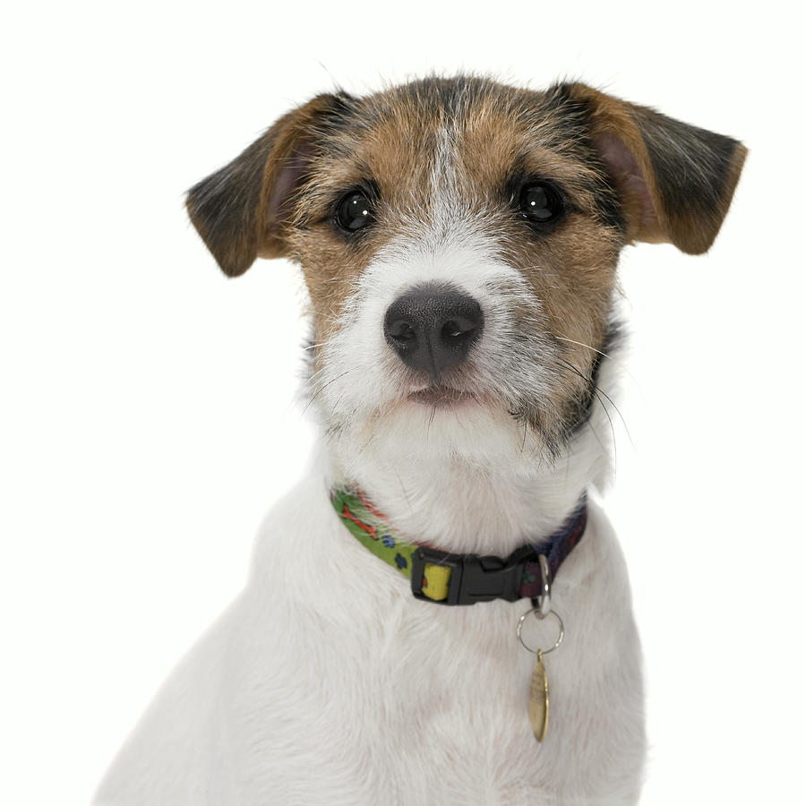 Studio Portrait of a Jack Russell Photograph by Digital Zoo