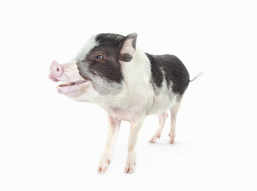 Studio Shot Of A Pig Smiling And Photograph by Michael Duva