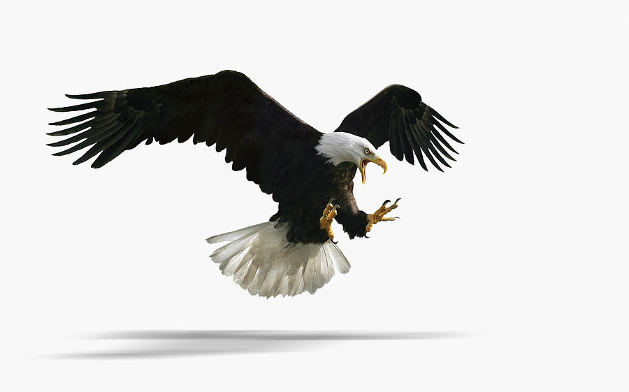 Studio shot of fierce eagle flying Photograph by Chris Clor