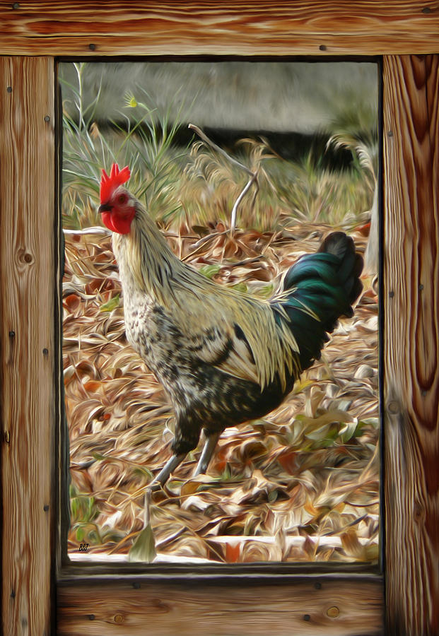 Studio Window Rooster Photograph by Barbara St Jean