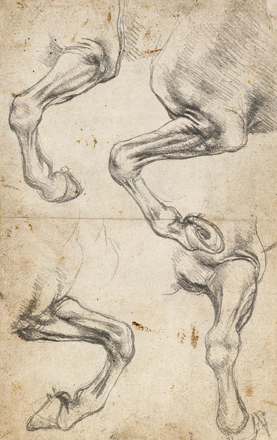 Study For Horse Legs Drawing by Leonardo da Vinci