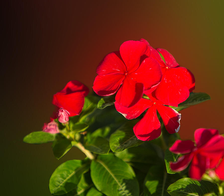 Study  in Bright Red  Floral Photograph by Linda Phelps