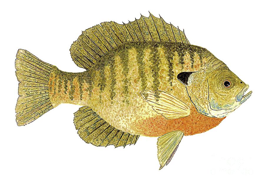 Study of a Bluegill Sunfish Painting by Thom Glace