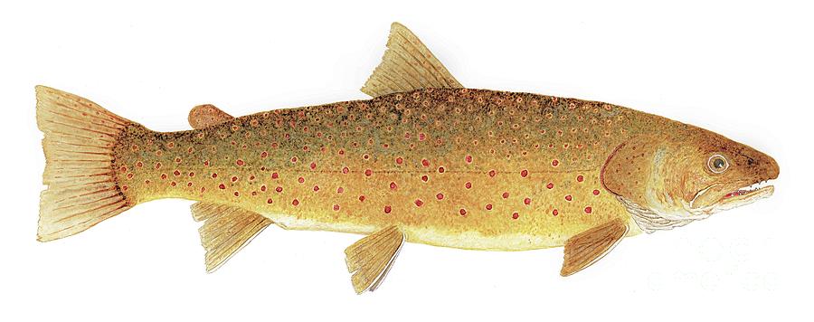 Trout Painting - Study of a Bull Trout by Thom Glace