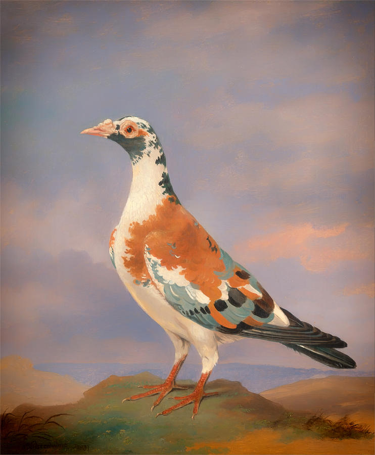 Pigeon Painting - Study of a Carrier Pigeon by Mountain Dreams
