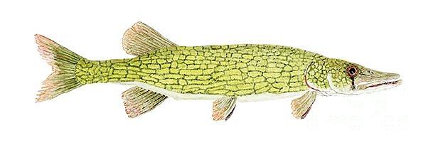 Study of a Chain Pickerel Painting by Thom Glace