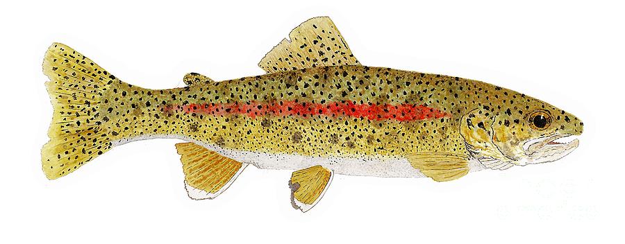 Study of a Columbia River Erdband Trout Painting by Thom Glace