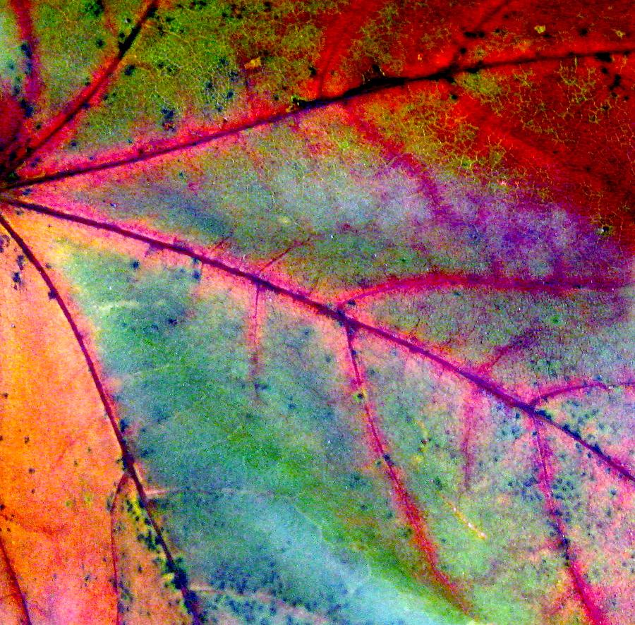 Study of a Leaf Photograph by Rhonda Barrett