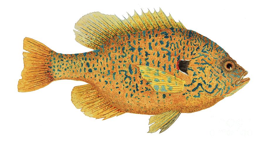 Study of a Male Pumpkinseed Sunfish in Spawning Brilliance Painting by Thom Glace