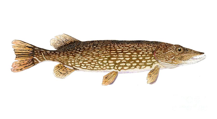 Study of a Northern Pike Painting by Thom Glace