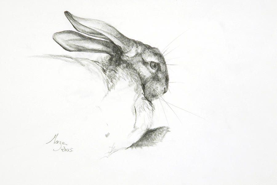 Study of a Rabbit Painting by Jeanne Maze - Fine Art America