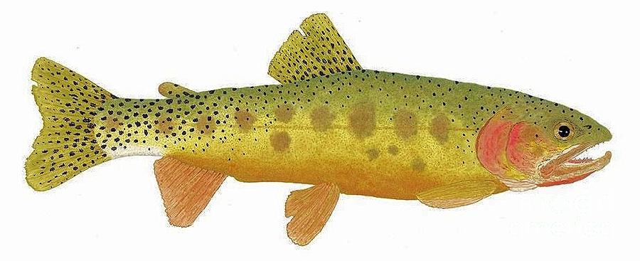 Study of a Rio Grande Cutthroat Trout Painting by Thom Glace