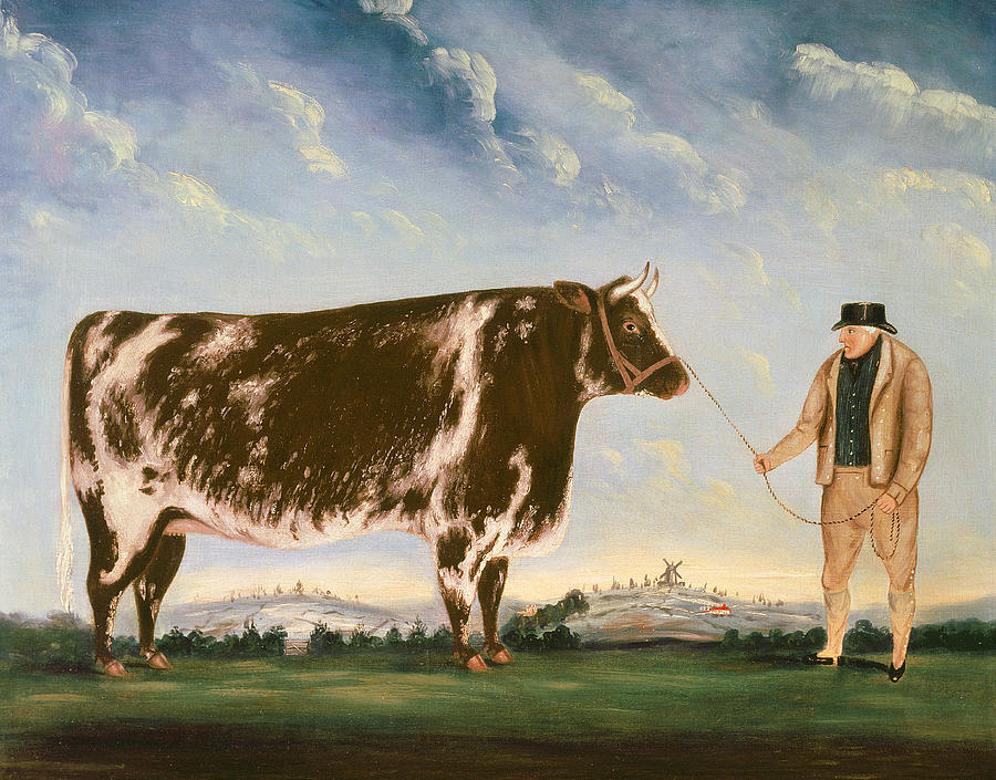 Cow Painting - Study of a Shorthorn by William Joseph Shayer